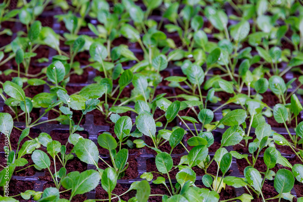 Young plants of white cabbage before planting in the spring in the ground Young plants of white cabbage before planting in the spring in the ground