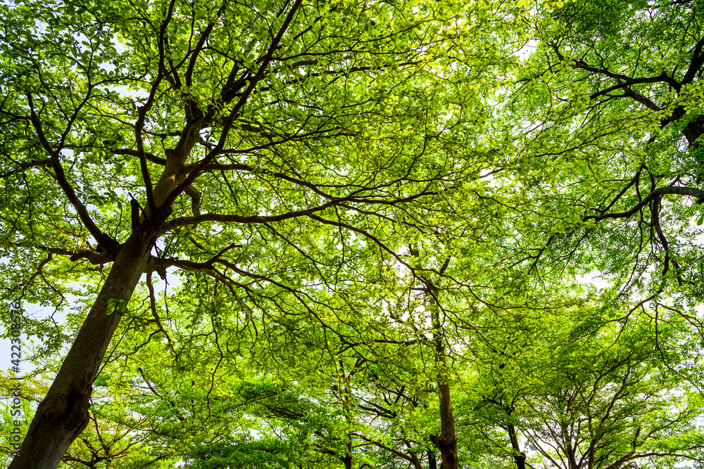 Green trees in the park as a background Green trees in the park as a background