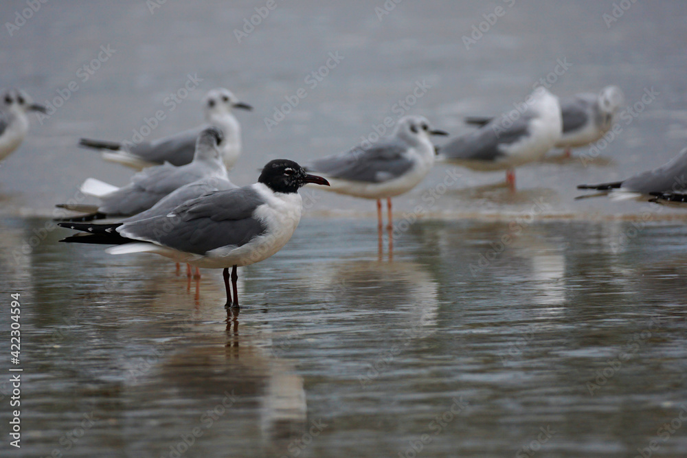 Selective focus on a mature Laughing Gull (Leucophaeus atricillain) with its winter plumage Selective focus on a mature Laughing Gull (Leucophaeus atricillain) with its winter plumage