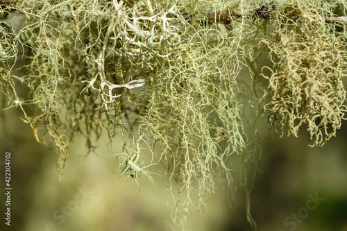 Usnea and evernia lichens photo