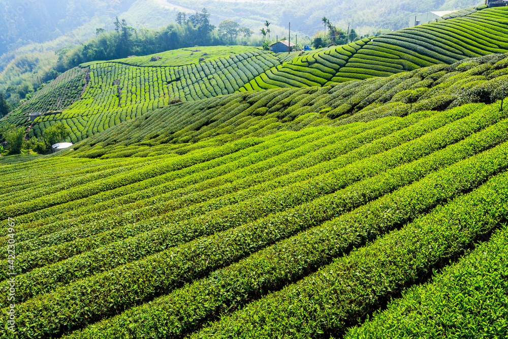 Beautiful tea plantation landscape on the mountaintop of Alishan in Taiwan.