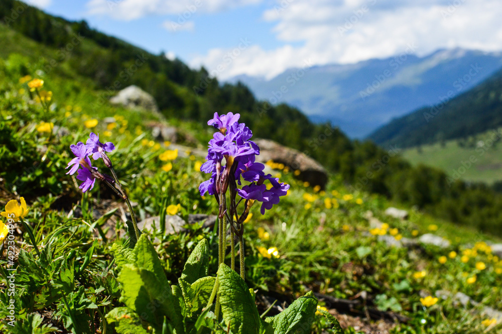 Obraz premium flowers in the mountains
