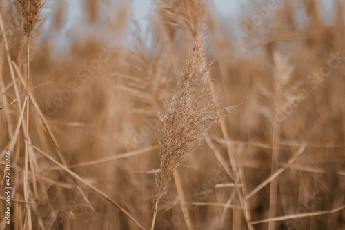 Pampas grass in grey sky. Abstract natural minimal background with Cortaderia selloana fluffy plants moving in the wind.