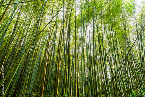 Lush bamboo forest in Chiayi, Taiwan. natural background.