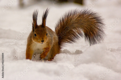 red squirrel in the snow