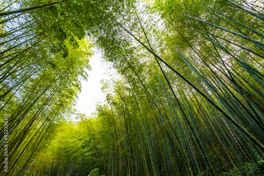 Lush bamboo forest in Chiayi, Taiwan. natural background. Lush bamboo forest in Chiayi, Taiwan. natural background.