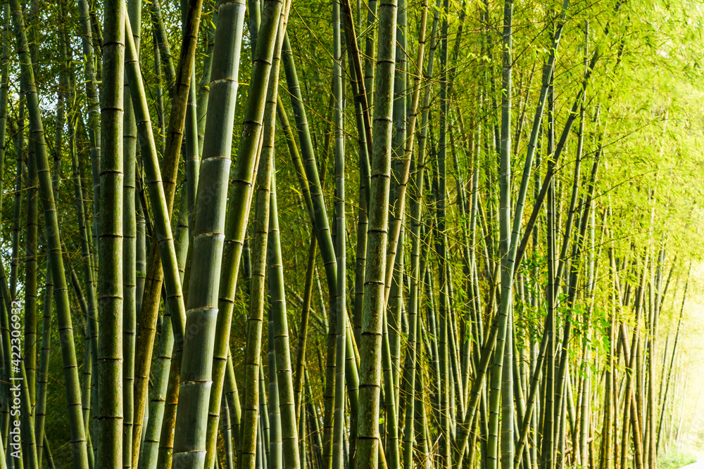 Lush bamboo forest in Chiayi, Taiwan. natural background. Lush bamboo forest in Chiayi, Taiwan. natural background.