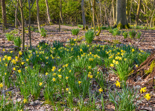 Spring in the forest.