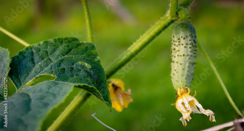 Banner of a small gherkin on the vine. Growing gherkins. Small pickle. Baby pickle.
