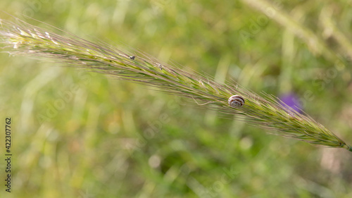 Very small snail sits on a ear of wheat