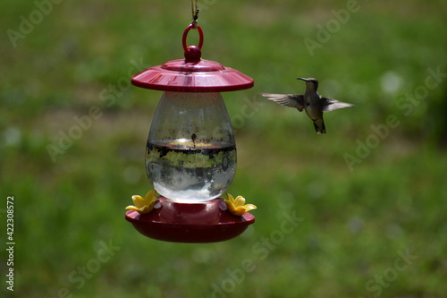 Hummingbird Jumping for Joy