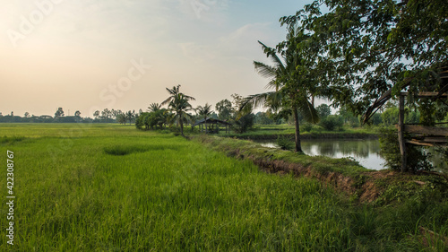 Rice field near Khon Kaen  the northeast of Thailand  Isan 