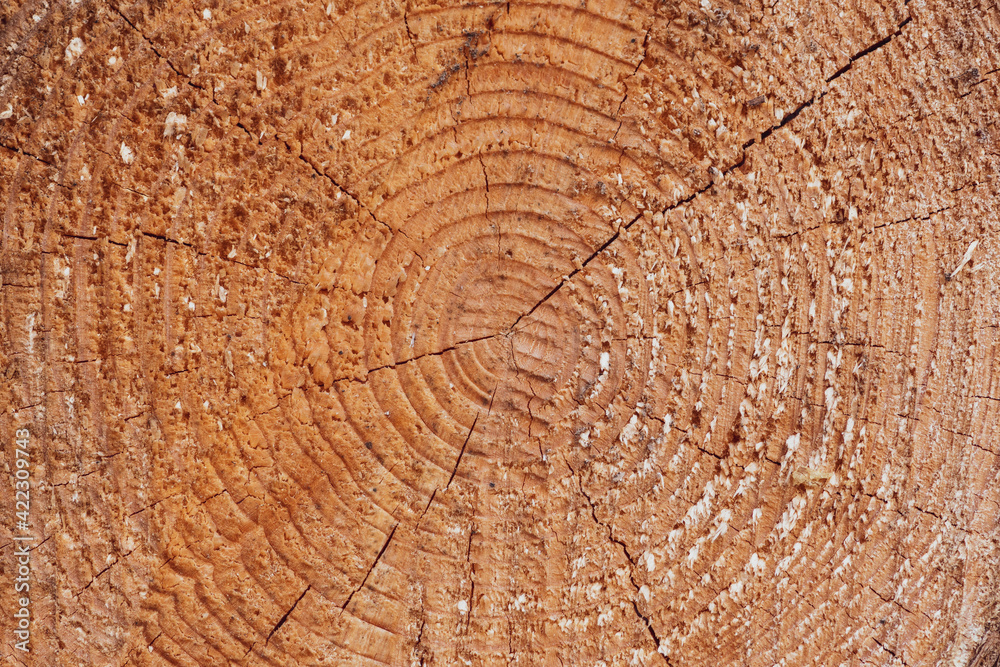 Naklejka premium Large circular piece of wood cross section with tree rings texture pattern and cracks, close up