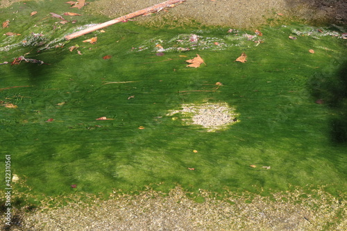 Canvas Print Green Algae Choking a Stream due to Fertilizer Runoff causing Excessive Nitrates