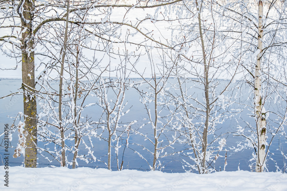 Thin bare trees with branches in white fluffy snow on the shore against the background of a blue river. Winter Thin bare trees with branches in white fluffy snow on the shore against the background of a blue river. Winter