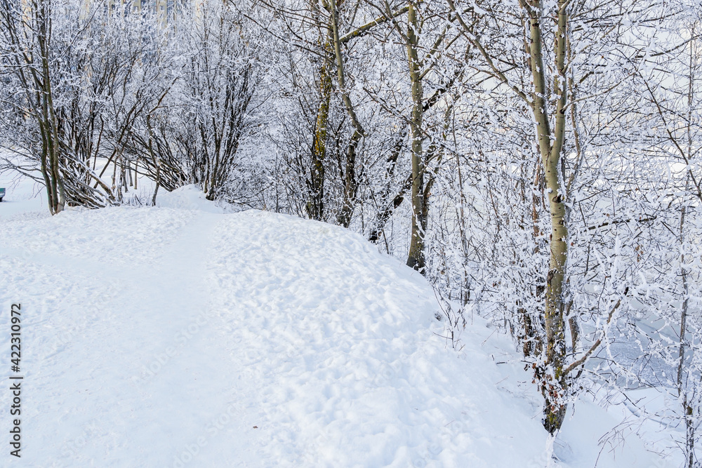 Obraz premium A path between bare thin trees, bushes in the snow in a winter wild park. Footprints in the snow. River background