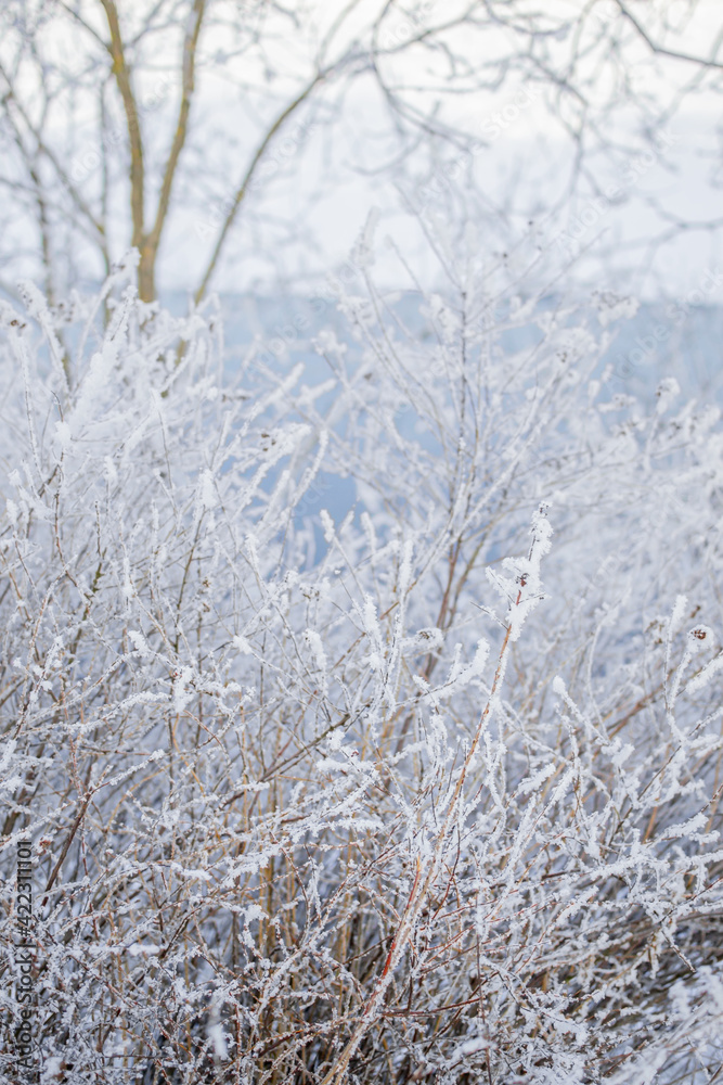 Winter north nature. Bushes with thin branches in fluffy white snow, trees, light blue river background. Winter north nature. Bushes with thin branches in fluffy white snow, trees, light blue river background.