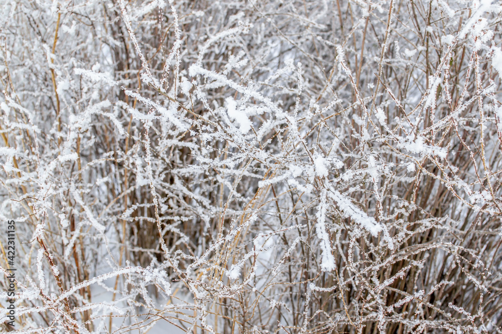 Bushes and thin branches in fluffy white snow on the bank. Winter north nature. Russia