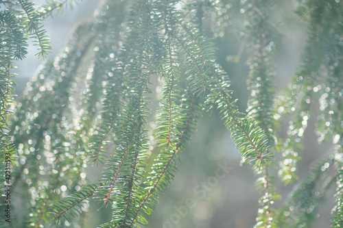 Fir tree covered with rain drops under sunbeams in a forest or woods in winter or spring, close up