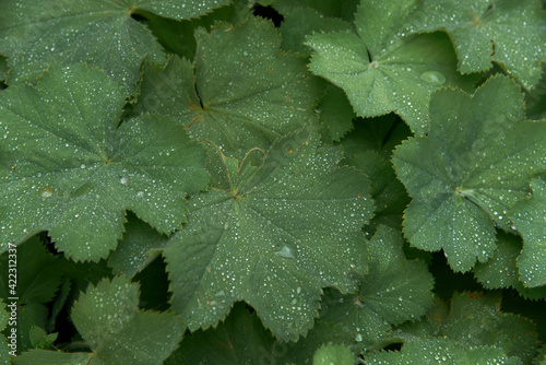 Alchemilla mollis: the leaves of lady's mantle after a rain with water droplets spring out in the garden. Ground cover plant or leaves.