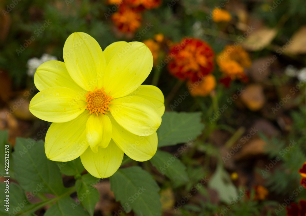 yellow flower yellow flower