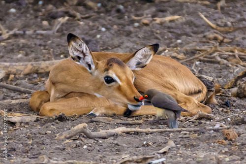 Fényképezés Young Impala with red-billed oxpecker in nature