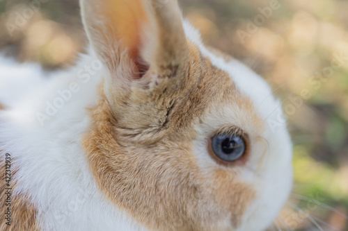 ウサギの横顔