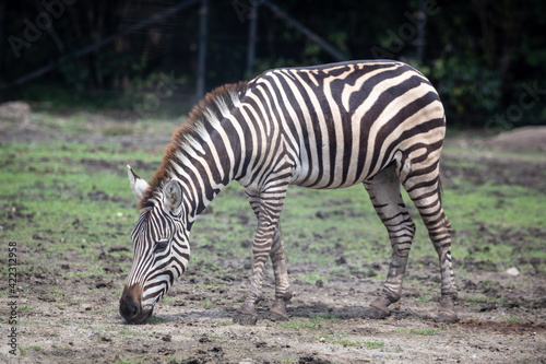 A zebra eating grass on the ground.