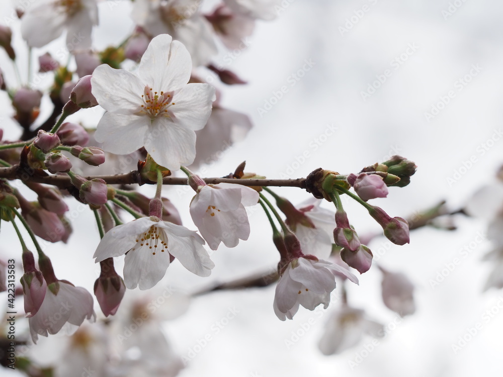 美しい桜の花のクローズアップ 美しい桜の花のクローズアップ