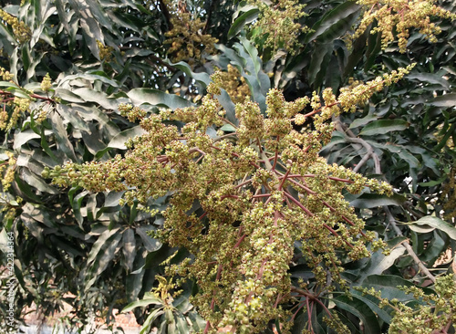 Mango flowers in the tree