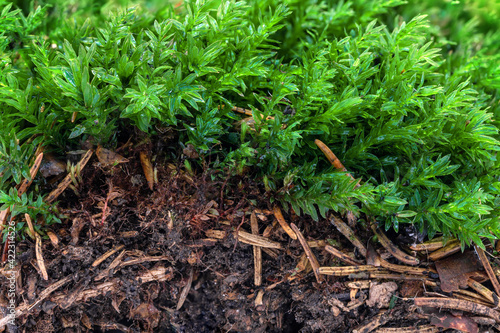 Wallpaper Mural Closeup macro photo of green moss growing in the soil Torontodigital.ca