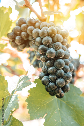 Ripe grapes for making red wine in autumn harvest. Vineyard of fresh organic fruit. photo