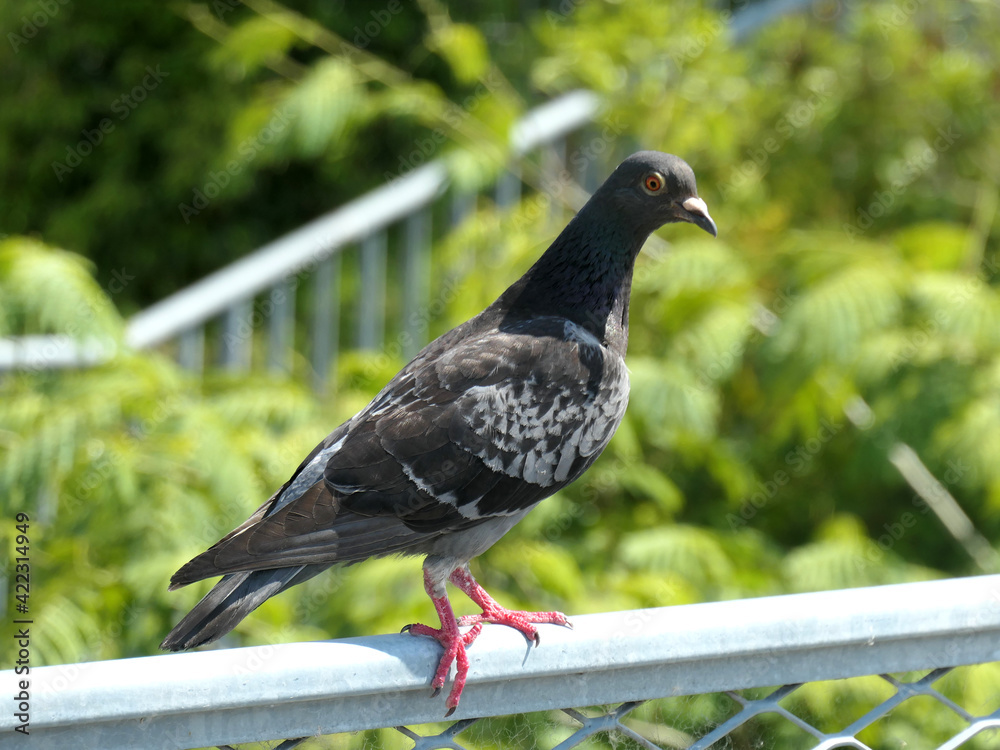 フェンスの上に鳩