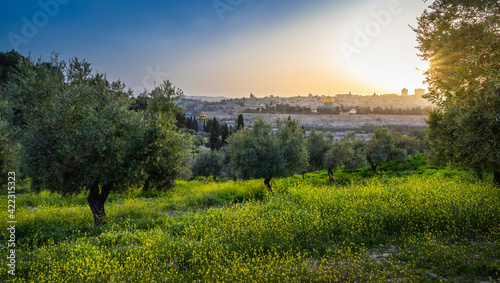 Beautiful sunset view of Jerusalem: the Old City with Dome of the Rock on the Temple Mount, Mount Zion and the Russian church of Mary Magdalene; with olive grove covered in yellow mustard flowers