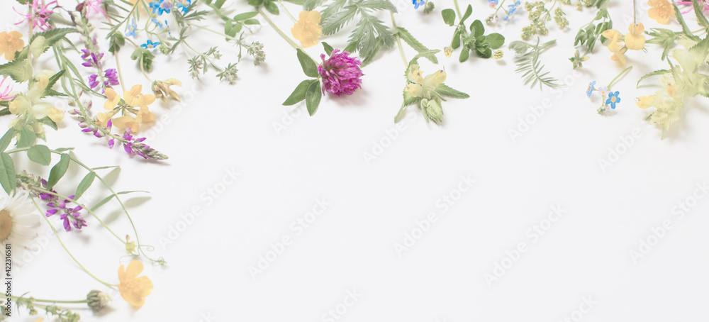 beautiful wild flowers on white background