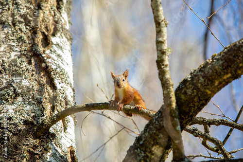 squirrel baby