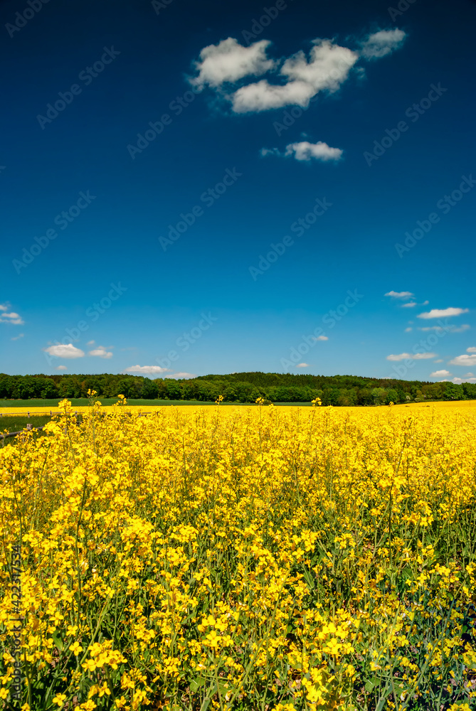 Obraz premium Yellow rapeseed field in Germany with beautiful sky in spring