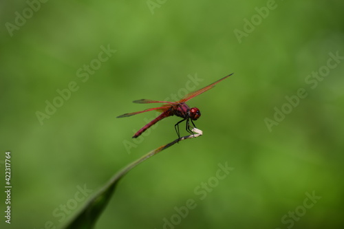 dragonfly on a leaf © suchit