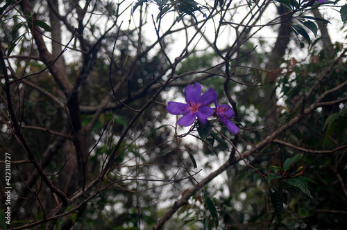 Flor roxa
