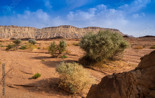Photography Desert bushes in the Ein Saharonim valley, the deepest point of the Makhtesh Ram