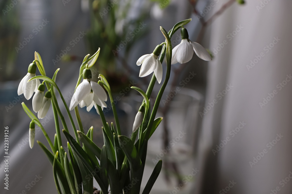 Blooming snowdrops on blurred background. First spring flowers