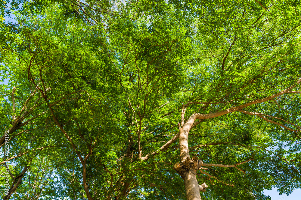 Fototapeta premium Low angle view of green trees in the park