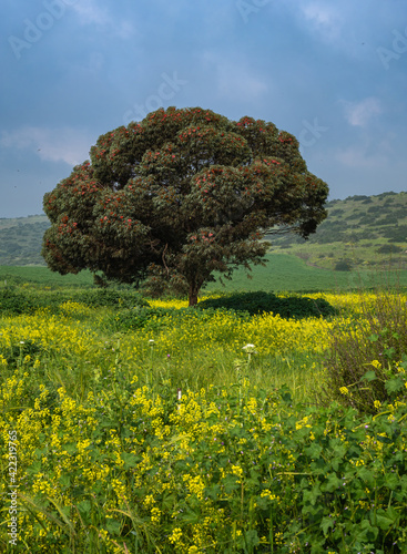 Lone coral gum tree, native to Australia, and grown in Israel for honey production, int the field of yellow mustard flowers; Lakhish area, south-central Israel photo