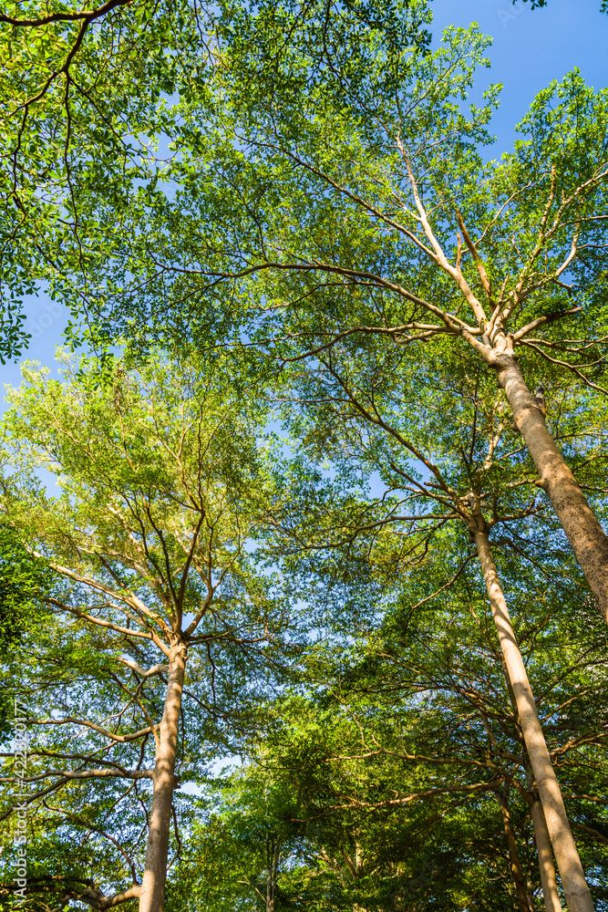Fototapeta premium Close-up lush green trees in the park