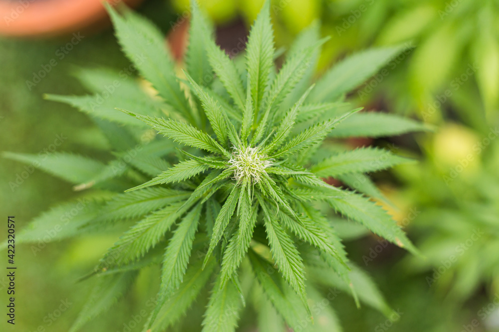 Growing cannabis plant in garden inspected by men Growing cannabis plant in garden inspected by men