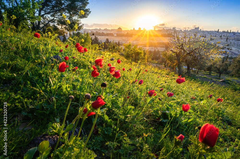 Naklejka premium Beautiful sunburst over the Old City of Jerusalem, Temple Mount with Dome of the Rock and Golden Gate; view from the Mount of Olives with calanit - red anemone flowers, national flower of Israel