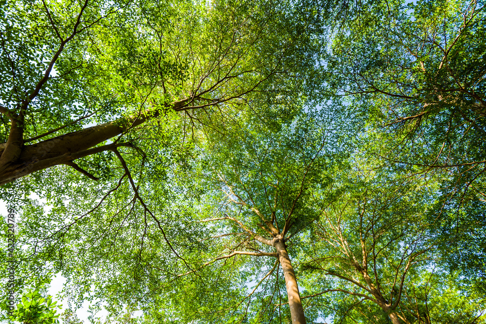 Fototapeta premium low angle view of green trees with the blue sky background