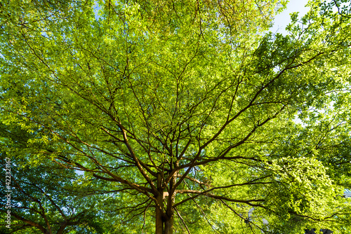 Low-angle view of green trees with the blue sky background