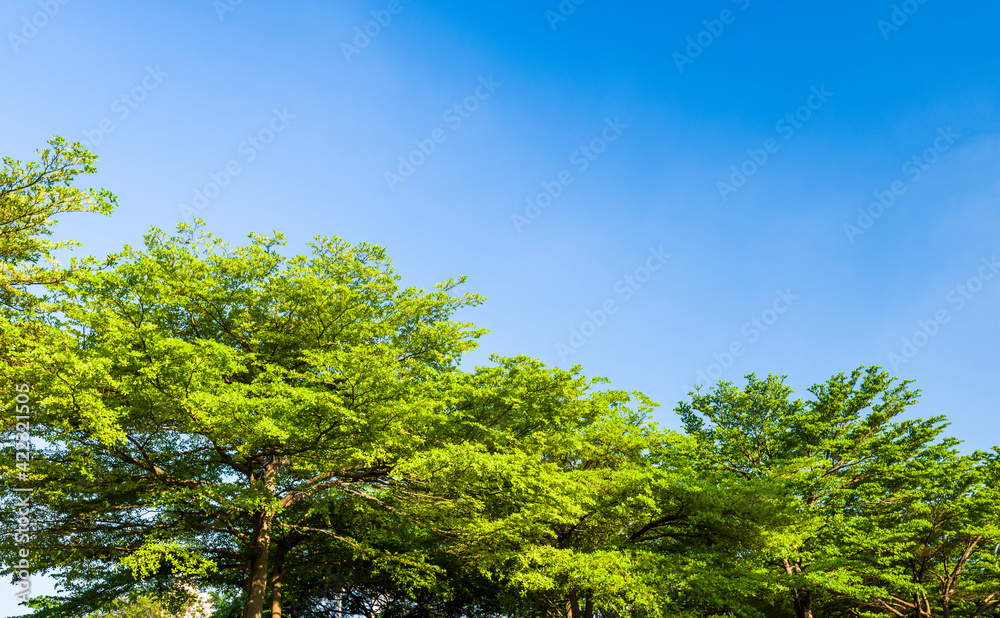 Lush green trees with blue sky as background