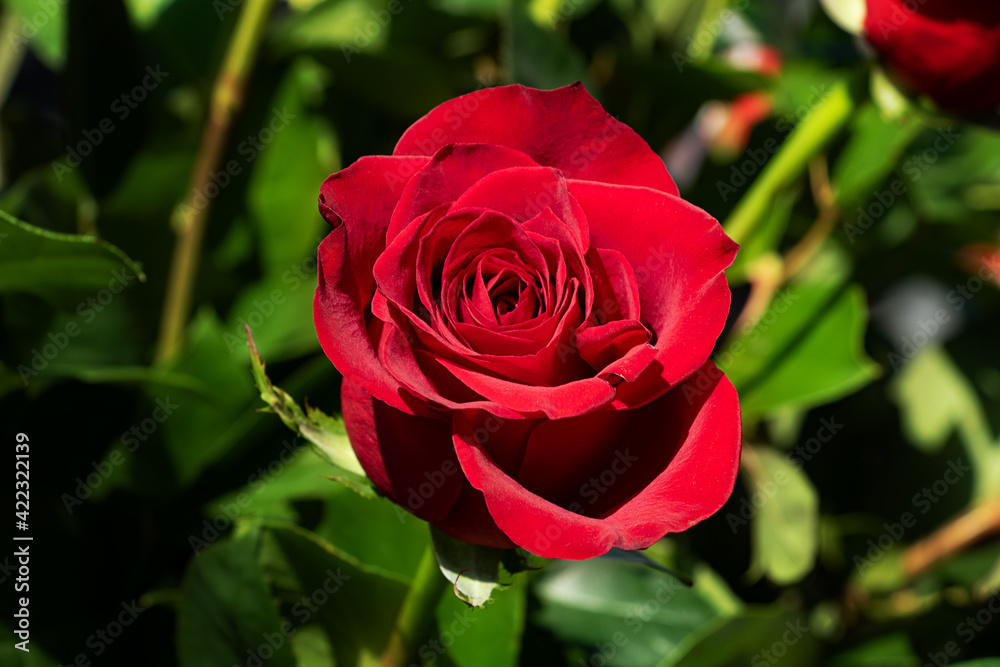 Close up photography of the rose bud.Beautiful red velvet flower.Natural background. Close up photography of the rose bud.Beautiful red velvet flower.Natural background.